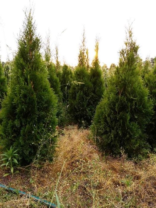 Tuja szmaragd do 140cm bardzo gęsta minus rabat 10%