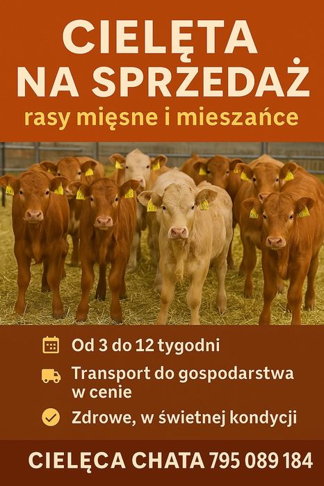 Sprzedam byki jałówki mięsne Giżycko dostawa cała Polska w cenie
