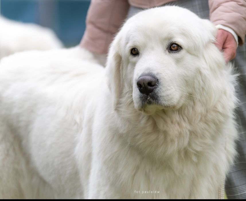 Polski Owczarek Podhalański zapowiedź miotu