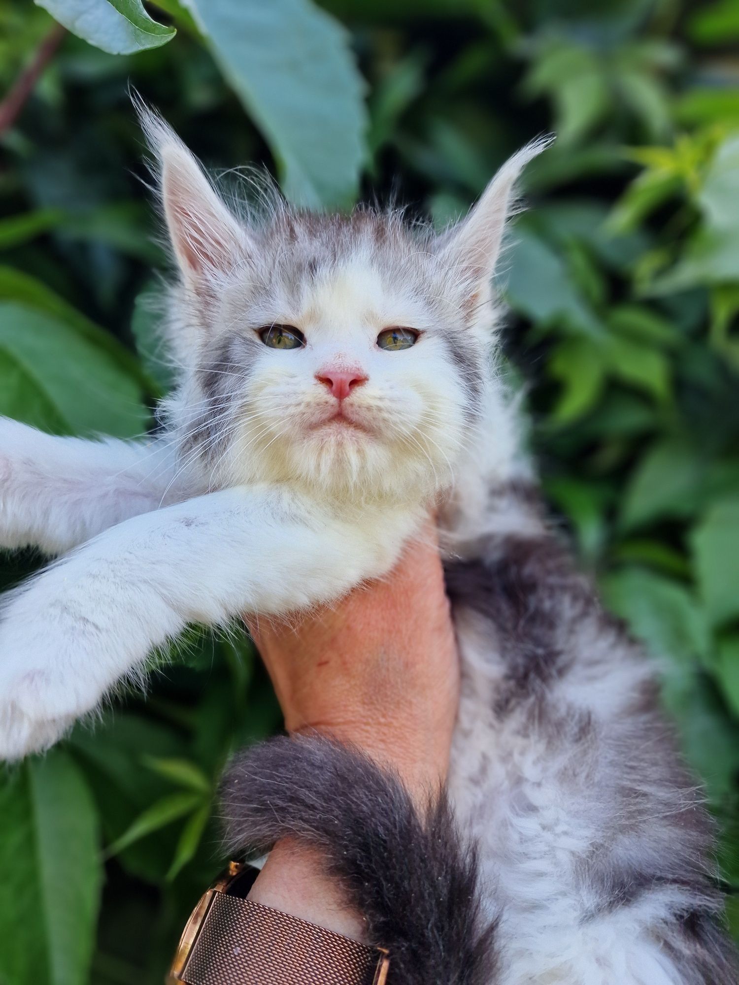 Maine coon kocur do hodowli kocurek kocieta