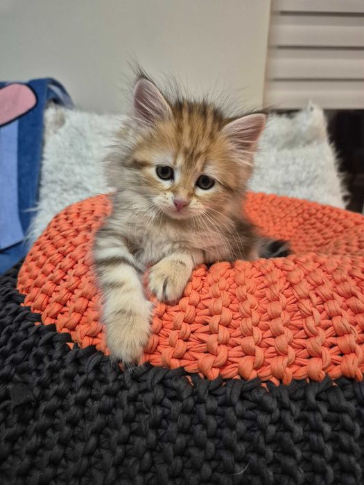 Kocurek Syberyjski MAX rodowód FIFE FPL