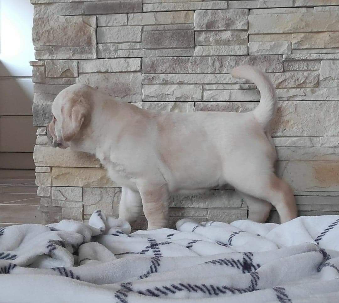 Labrador retriever