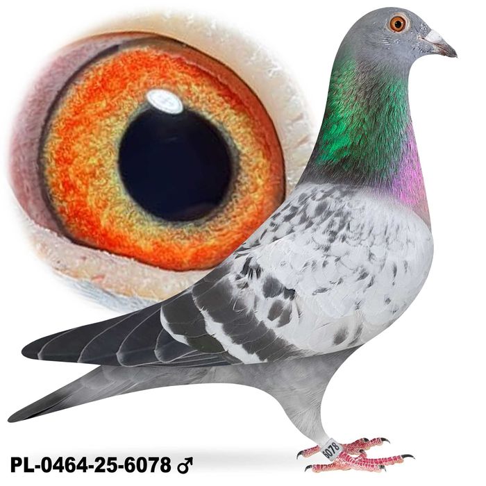 Gołębie pocztowe po Oryg. Hans Hirn Leo Heremans Vandenabeele rodowód