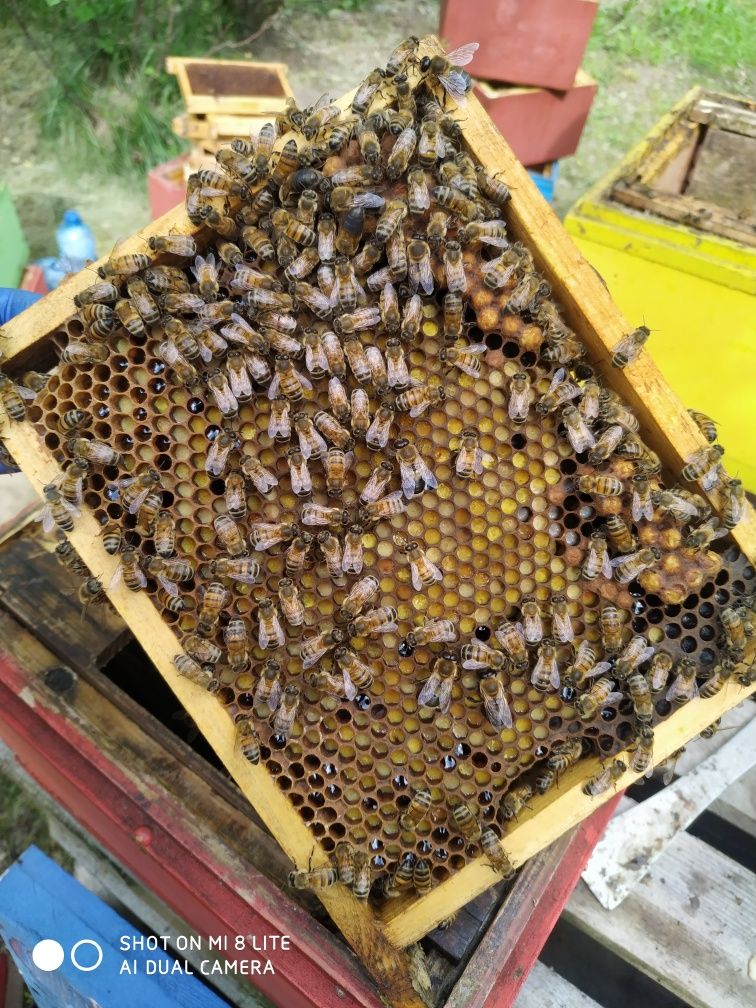 Matki pszczele Unasiennione, ule, pszczoły