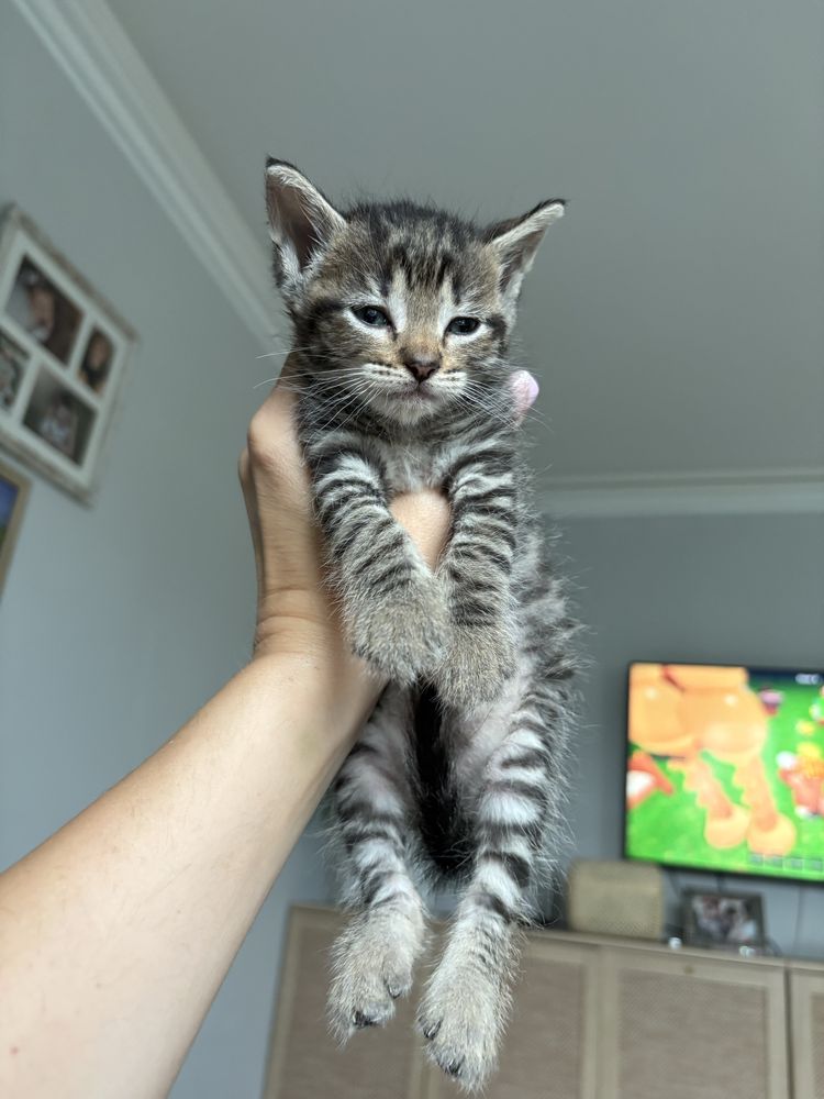 Mały chłopak do adopcji