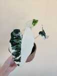 Alocasia frydek variegata