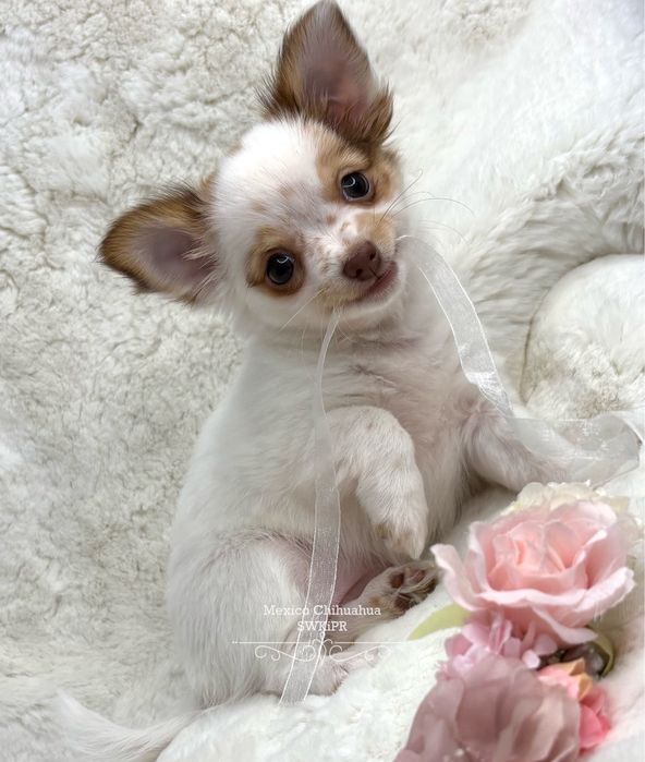 *gotowa do odbioru* Długowłosa piękność chihuahua