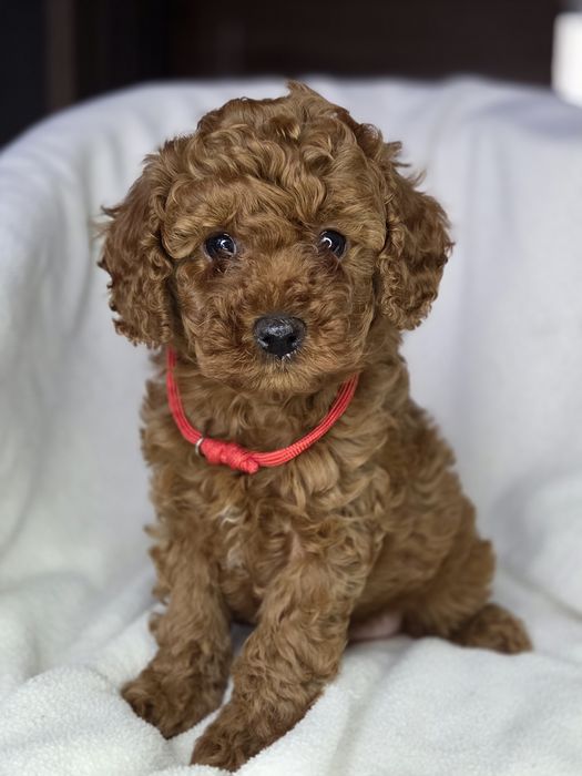 Той пудель супер дівчинка