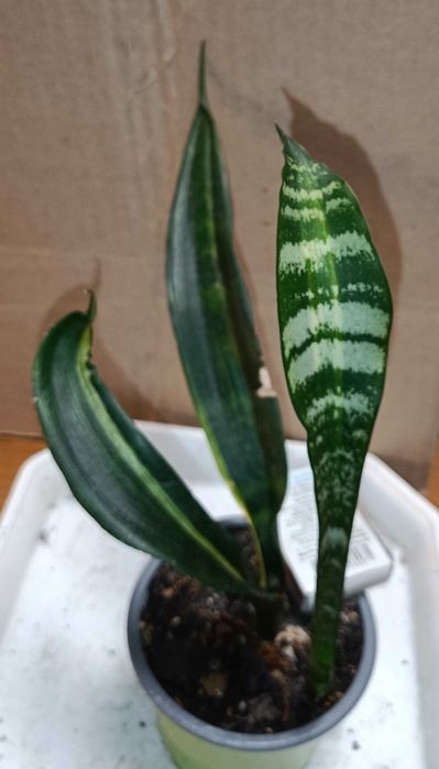 Сансевієрія Джапанес мутант  сансевьера