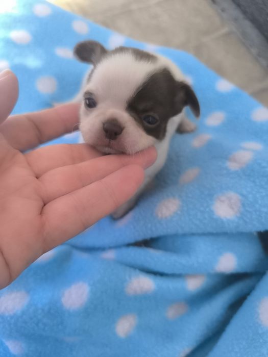 Chihuahua Super  Mini. Menina Chocolate e branco..Cabeça de maçã.