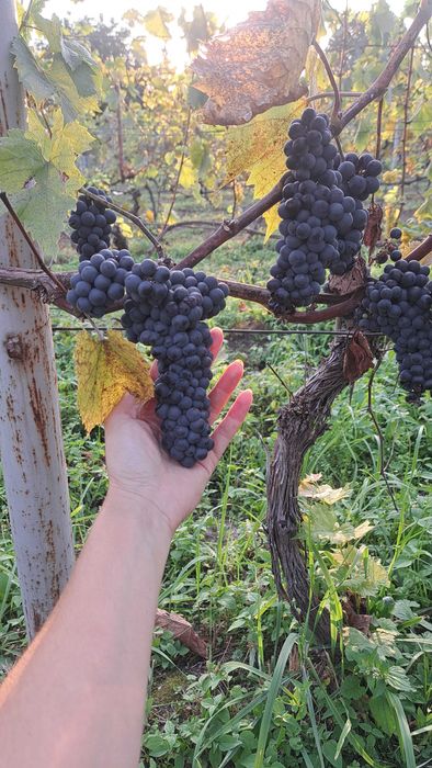 Winogrono owoce, odmiany na wino