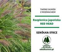 Rozplenica Red head  - piórkówka japońska - pojemnik 1,5 L