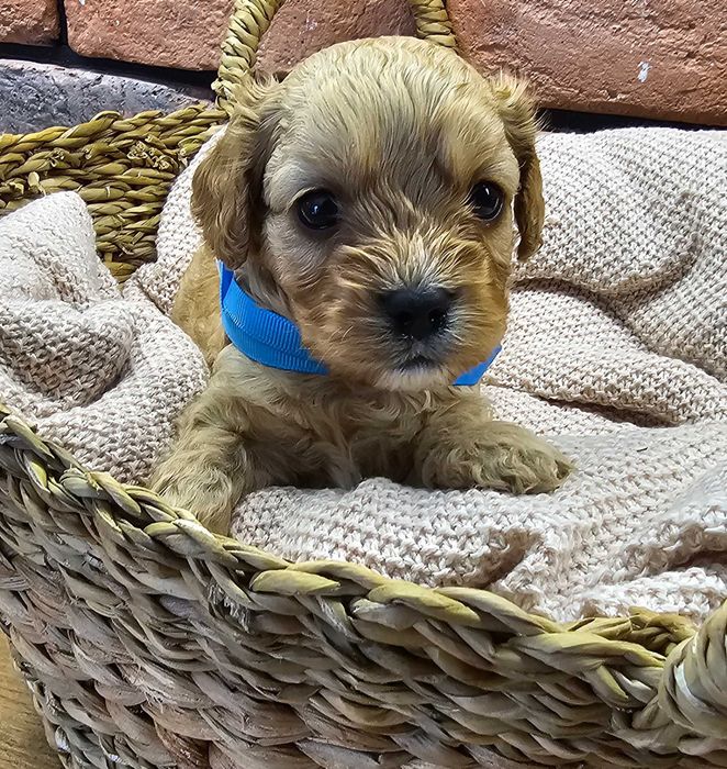 Cavapoo piekny chłopczyk