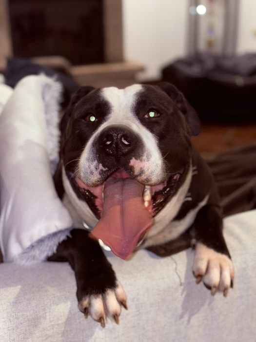 Adoção Responsável para o Spike