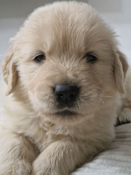 Golden Retriever zkwp fci
