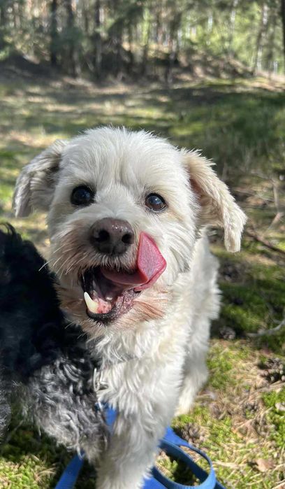 Ptyś, radosny piesek, szuka nowego domu