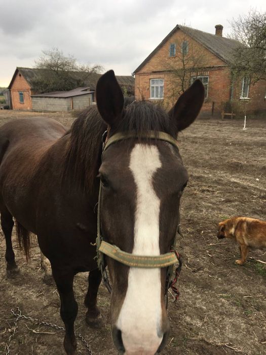 Продається хороша кобила