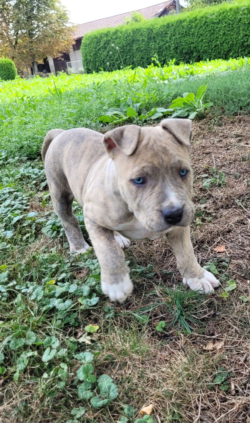 Piesek Amstaff piesek szczeniak ZAREZERWOWANY