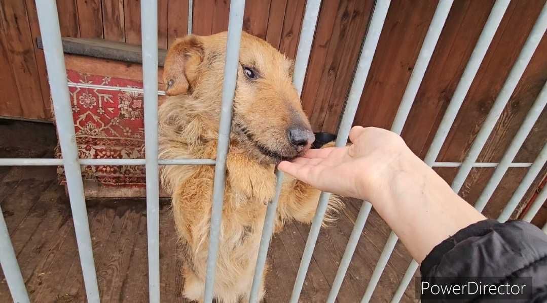 Bity przekochany Koko. Czy ktoś pokaże mu dobry świat?