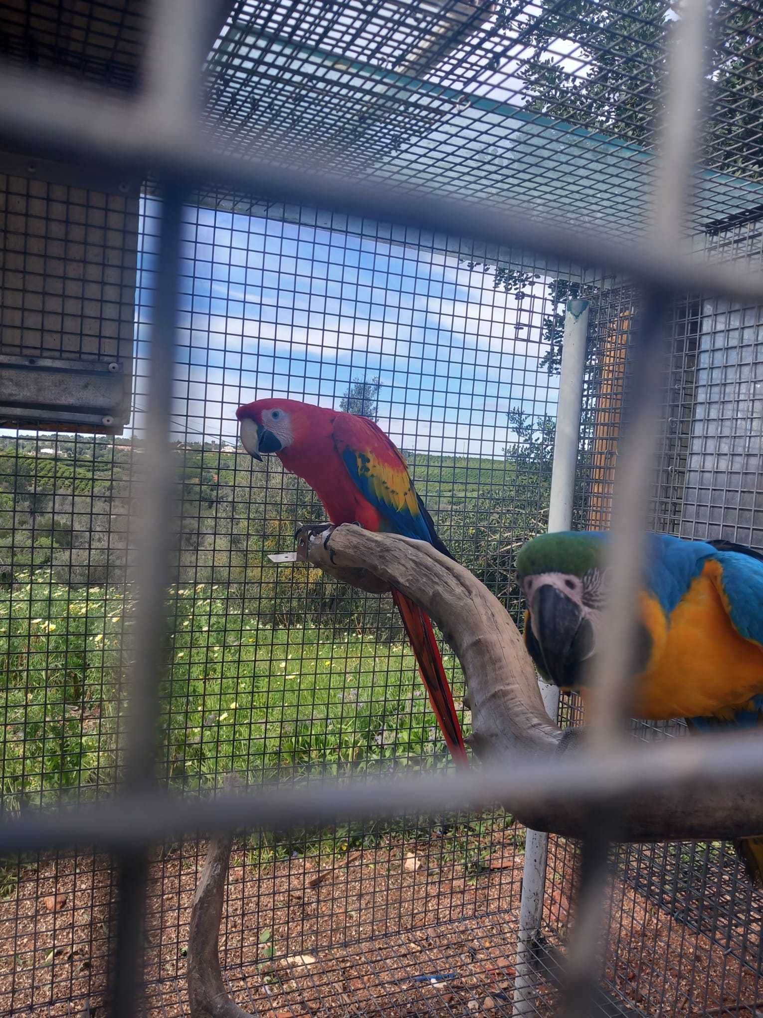 casal macao e arauna ou em separado