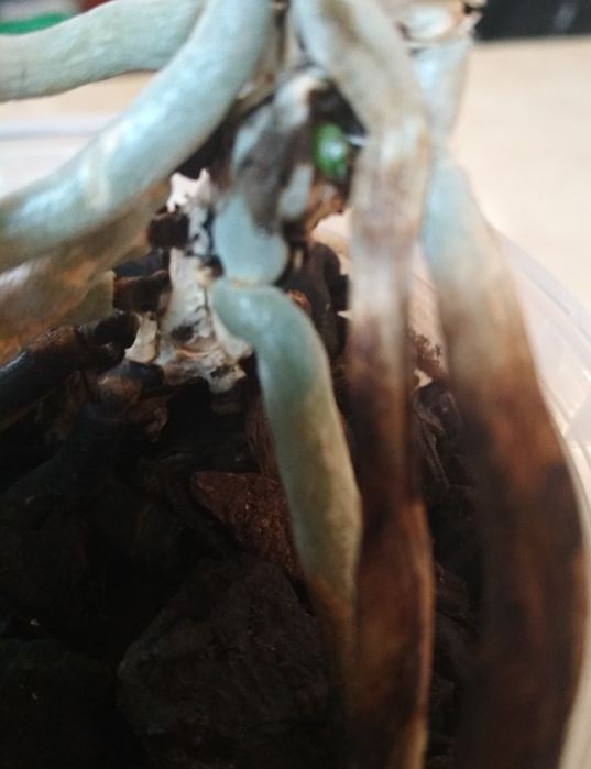 Орхидея фаленопсис, Jewel, пень