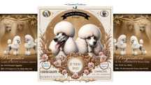Caniche GIGANTE Poodle Branco disponível