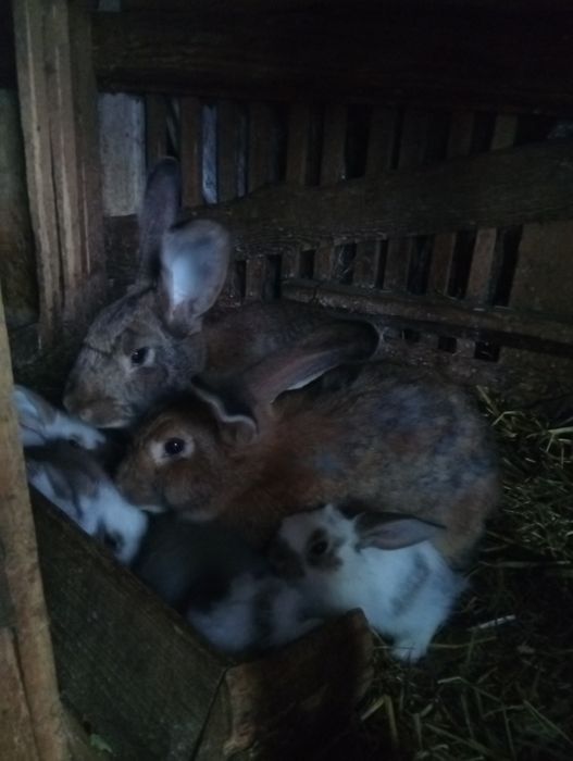 Króliki samce i samice duże