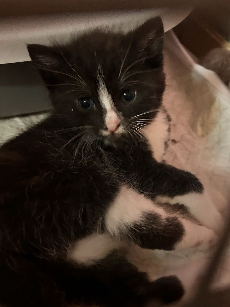 Mamy na dt prześliczne kociątka do adopcji
