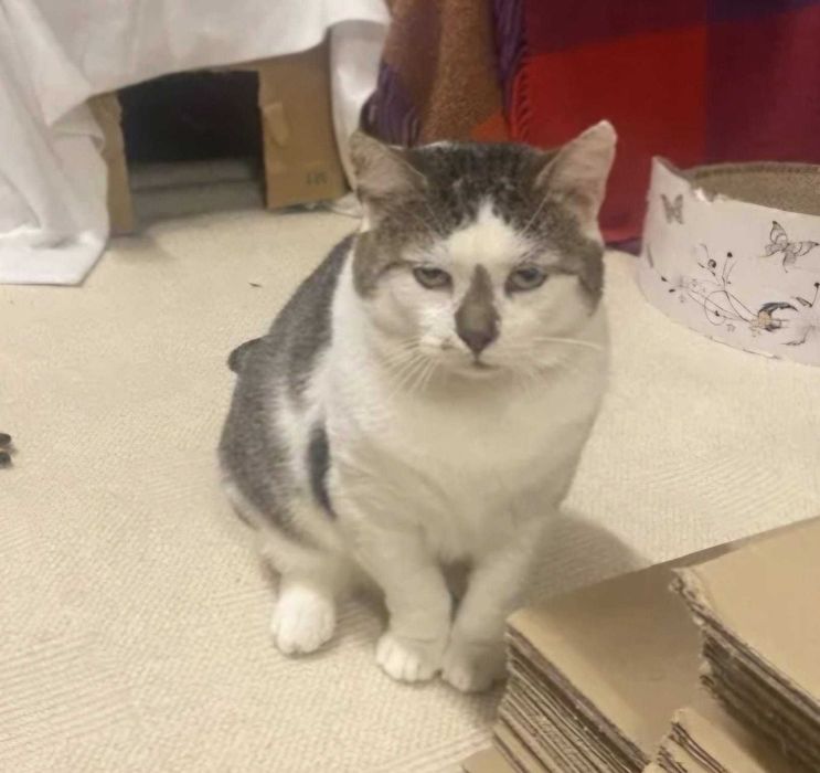 Timo - kocurek po przejściach szuka domu