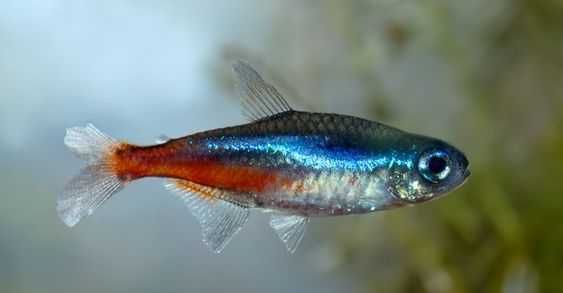 Неон блакитний(Paracheirodon innesi)