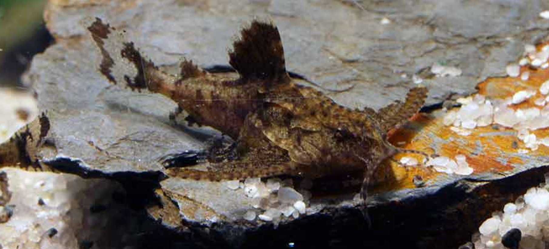 Sum kotwicowy - Hara jerdoni - Sumik - dowóz, wysyłka