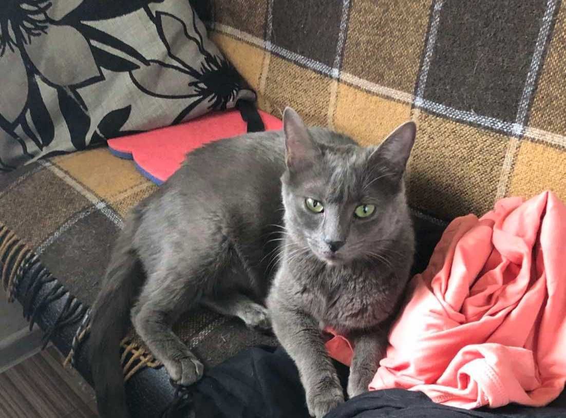 Котик сірий молодий