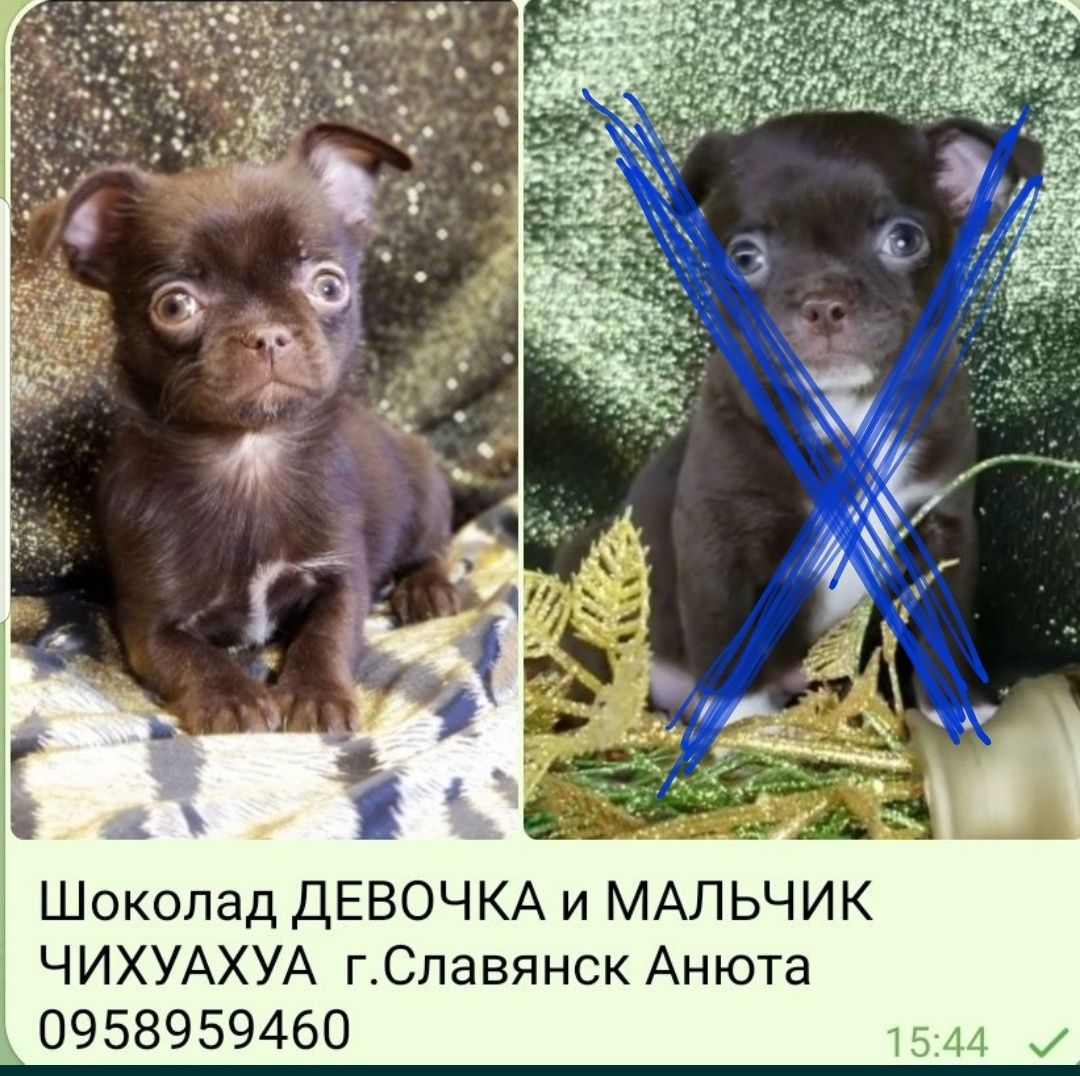 Девочка чихуахуа шоколад красотка