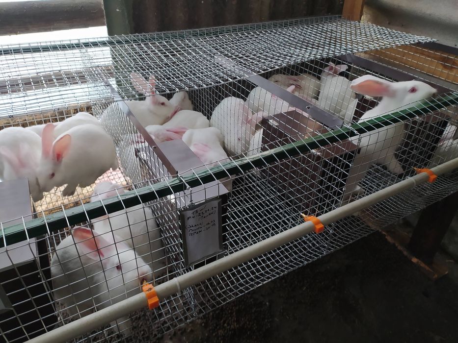 Кролі Термондська Біла