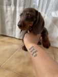 Teckel macho mini chocolate pelo curto