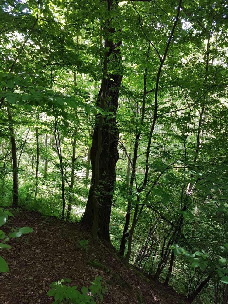Las, Działka leśna, Brzeziny Podkarpackie, 1,78 ha