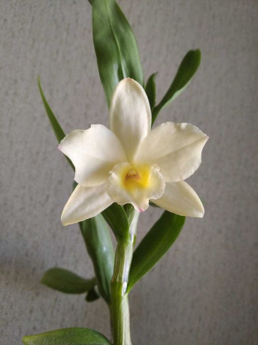 Приму в подарок с благодарностью дендробиум нобиле орхидею