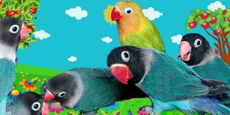 Волнистые попугаи молодежь неразлучники