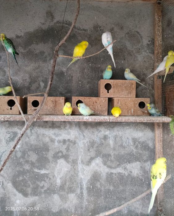 Piriquitos australianos