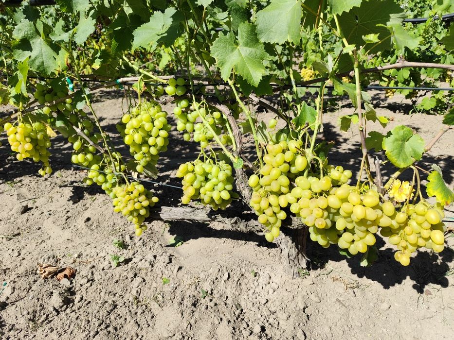 Sprzedam sadzonki winorośli deserowej