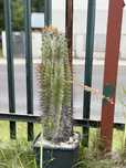 Astrophytum ornatum kaktus kaktusy duża i stara roślina