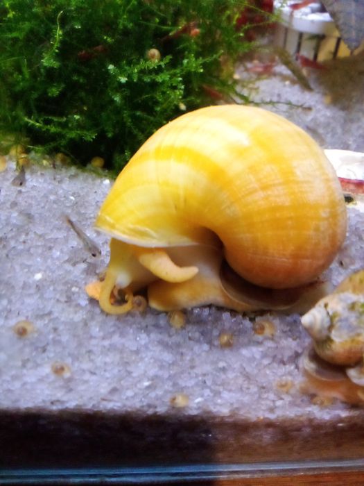 Ампулярии бесплатно