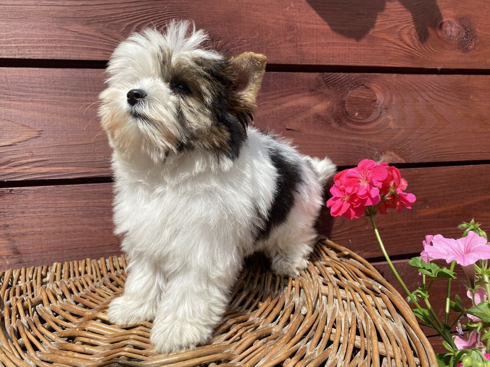 Black & White - black - Yorkshire  Terrier - biewer