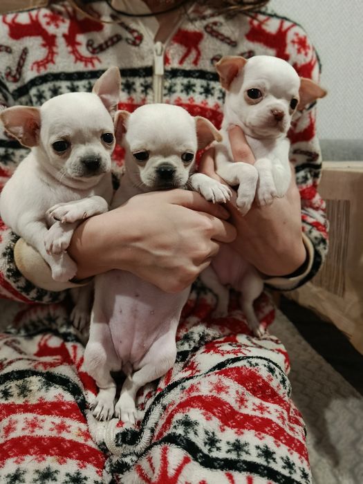 Чіхуахуа коббі щенки чихуахуа