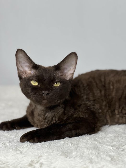 Девон -Рекс мальчик