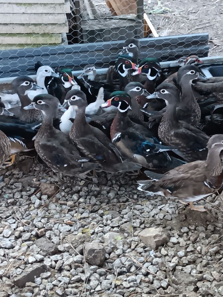 Patos ornamentais 2025