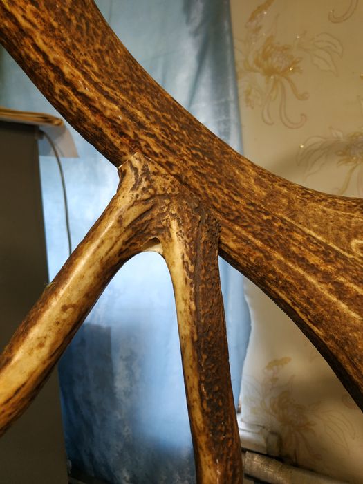 Рог оленя. Один. СССР. Вешалка.