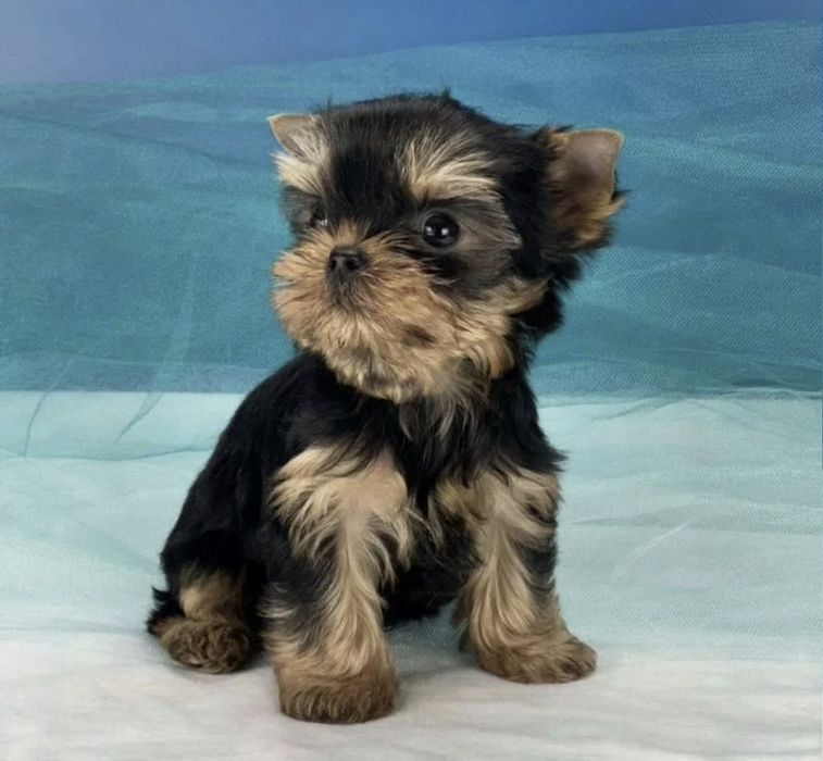 В наличии Девочки и Мальчики Vip