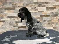 Cocker spaniel suczka