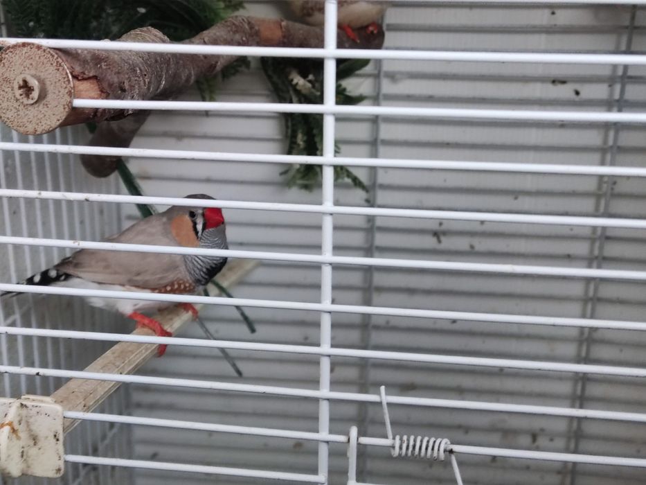 Vendo mandariam macho